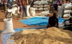 Tchad / Agriculture :  Filière de sésame, une rentre agricole mal exploitée