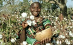 Tchad : CotonTchad veut mobiliser les investissements pour une agriculture durable