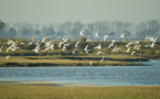 Yancheng in E China's Jiangsu makes innovation in wetland conservation