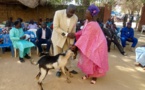 Tchad :  La Mairie du 9e arrondissement de N’Djamena remet des moutons aux pasteurs