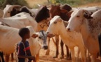 Tchad : Les enfants bouviers expliquent leurs périples après avoir fui