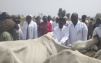 Tchad : plus de 1,5 million des bétails seront vaccinés au Mayo Kebbi Ouest