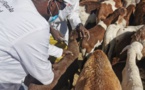 Tchad : lancement de la campagne de vaccination contre les maladies animales au Ouaddaï
