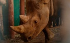 Tchad : réception officielle des rhinocéros noirs d'Afrique du Sud au Parc national de Zakouma