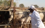 Tchad : la campagne de vaccination contre la PPCB et les pestes des petits ruminants lancée à Goré