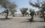 Sahel : des solutions sur mesure face au climat, aux violences et à l'insécurité