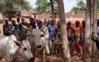 Tchad : Oxfam fait un don de bœufs d'attelage aux coopératives agricoles féminines du Mandoul