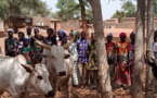 Tchad : Oxfam fait un don de bœufs d'attelage aux coopératives agricoles féminines du Mandoul