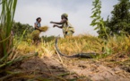Gambie : la BAD accorde un financement de 16 millions $ pour renforcer l’agriculture et la sécurité alimentaire