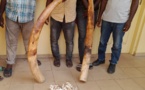 Trafic d’espèces protégées : quatre trafiquants d’ivoire arrêtés puis déférées à la prison civile de Lomé