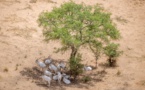 Réchauffement climatique : impact sur la faune tchadienne