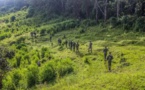 Le parc national des Virunga en République Démocratique du Congo (RDC), le plus vieux parc d’Afrique