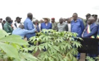 Congo : des ZAP pour renverser la balance d'importation des produits agricoles