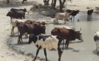 Tchad - Crise dans le Sud-Kanem : 15 000 bovins en danger!