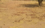 Tchad - Déficit pluviométrique à Mbikou : un défi pour la survie des populations