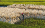 County in China embraces high-quality development of bamboo industry