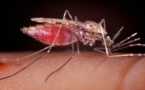 Le premier vaccin contre le paludisme approuvé