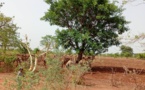 Tchad - Tension entre agriculteurs et éleveurs au Bekor-Man : nécessité d'un dialogue constructif et de solutions concertées