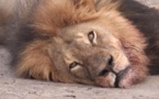 On s'inquiète pour un lion pas pour les massacres de Boko Haram? le monde est à l'envers!