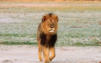 Le Zimbabwe rend justice au lion "Cecil" tué par un Américain