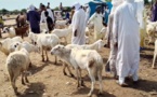Tchad : à N’Djamena, le prix du mouton grimpe pour la Tabaski