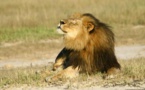 Le Zimbabwe restreint la grande chasse après la mort du lion Cecil