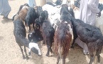 Tchad : fluctuations des prix du mouton à Moussoro