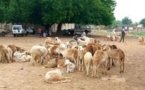 Prix des moutons à la Tabaski au Tchad : Hausse à Goz-Beïda, baisse à N'Djaména