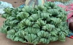 Citronnelle: Une plante aux multiples vertus
