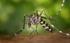 Tchad : La saison des pluies et la prolifération des moustiques : un risque accru de paludisme