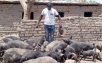 Tchad - Vansou Tommy Osborn : Un jeune entrepreneur tchadien qui inspire par sa persévérance et son succès dans l'élevage porcin