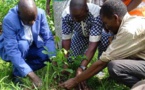 Tchad : à Moundou, la forêt de Koutou menacée de disparition
