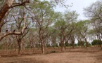 Tchad : dans le Logone Occidental, la désertification avance