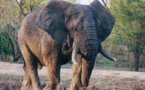 Tchad : le parc Zah Soo, géré par Noé Conservation, vient de fêter ses 2 ans