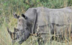Afrique du Sud: deux braconniers de rhinocéros condamnés à 11 ans de prison