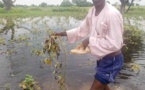 Tchad : plus de 100 hectares de champs dans l'eau au canton de Bayaka