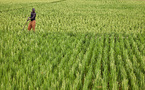 Tchad : don de 11,5 millions $ pour augmenter la production de riz grâce à l’irrigation à maîtrise totale de l’eau