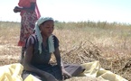 Tchad - Goz Beida : Le sésame, une graine d'espoir pour les femmes
