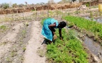 Tchad : une trentenaire se lance dans l’entrepreneuriat agricole