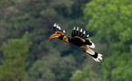 Bird-watching activities bring both ecological, economic benefits to county in Yunnan