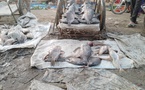 Tchad : du poisson frais à gogo !