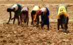 La Chine a déjà investi de plus de 700 millions de Dollars dans l’agriculture en Afrique