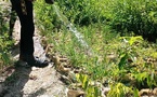 Tchad : environnement, la gestion du jardinage est un défi de taille