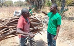 Tchad : Le COPIDEV se Mobilise pour la Préservation des Forêts à Sarh