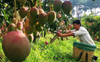Golden mangoes fuel booming industry in Lijiang