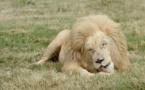 "Gagnez un lion".. offre d'un parc animalier au Zimbabwe!