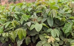 Cameroun : L'ANAFOR célèbre la Journée Internationale des Forêts avec engagement