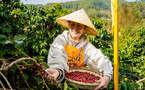 From Yunnan to the world: how China's coffee is rising on the global stage