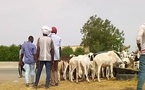 Tchad : L'Aïd el-Fitr, entre festivités et solidarité