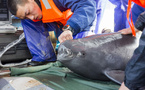 Yangtze porpoise growth reflects river conservation success in China